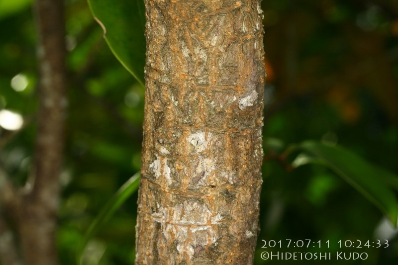 Cairns Nature Album » Mangroves » Xylocarpus moluccensis